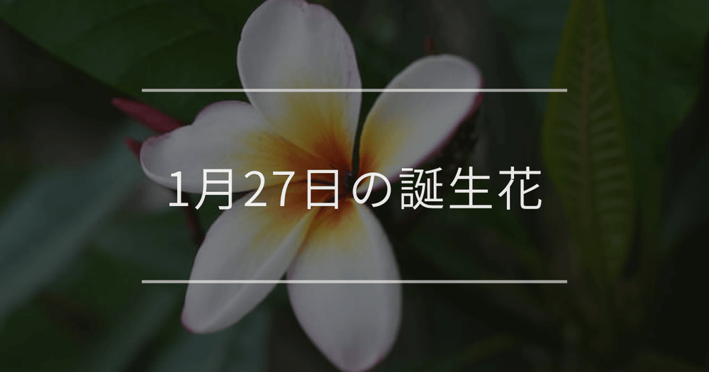 1月27日の誕生花：プルメリア・ヘリオトロープの花言葉など