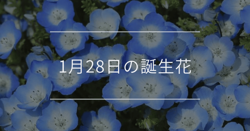 1月28日の誕生花：ネモフィラ・スノーフレークの花言葉など