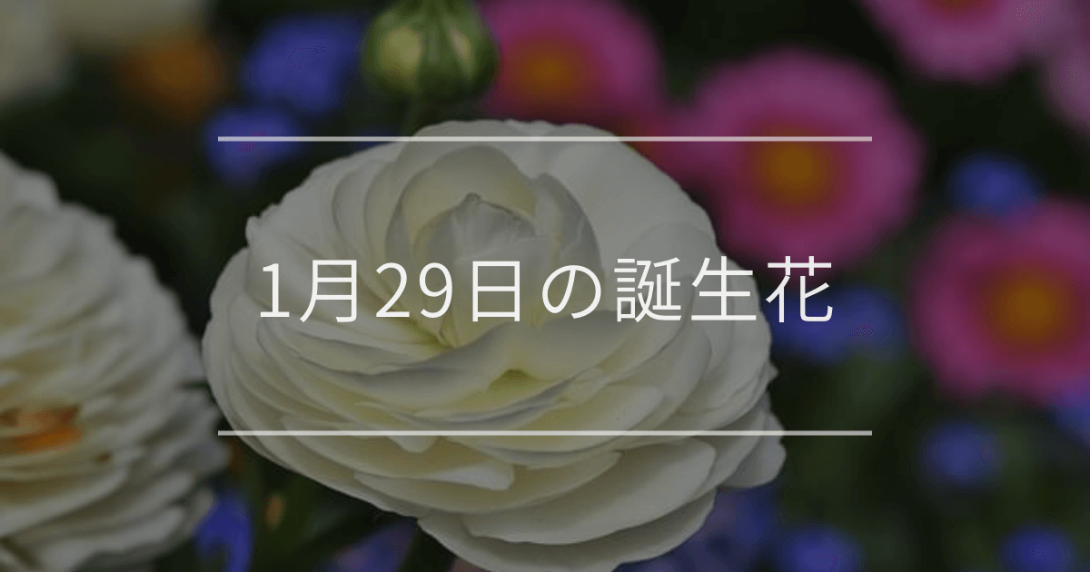 1月29日の誕生花