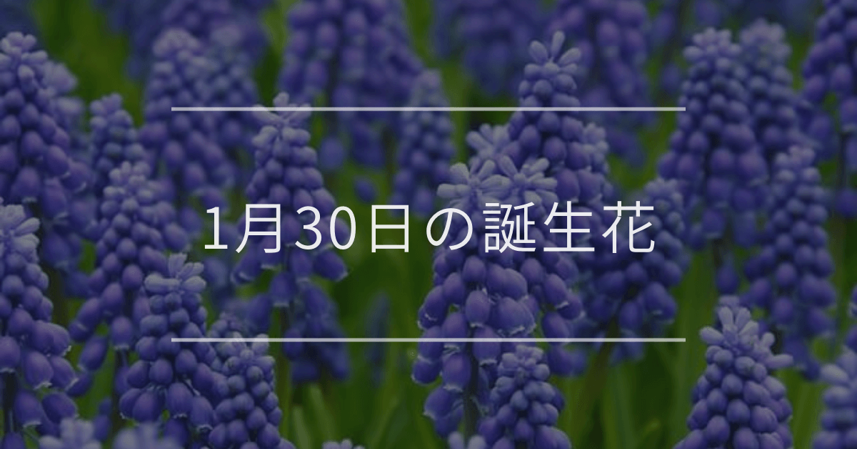 1月30日の誕生花