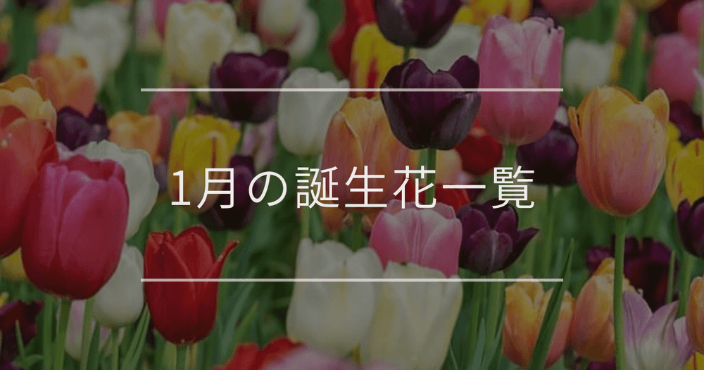 1月の誕生花一覧｜誕生月と誕生日の花言葉
