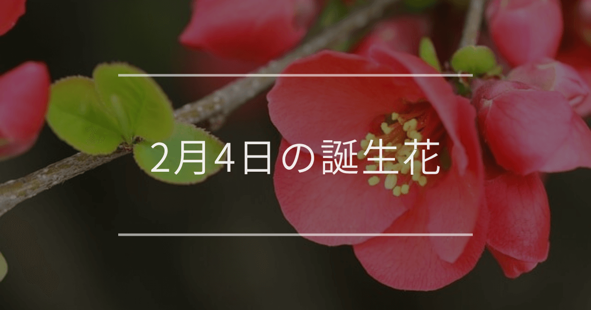 2月4日の誕生花