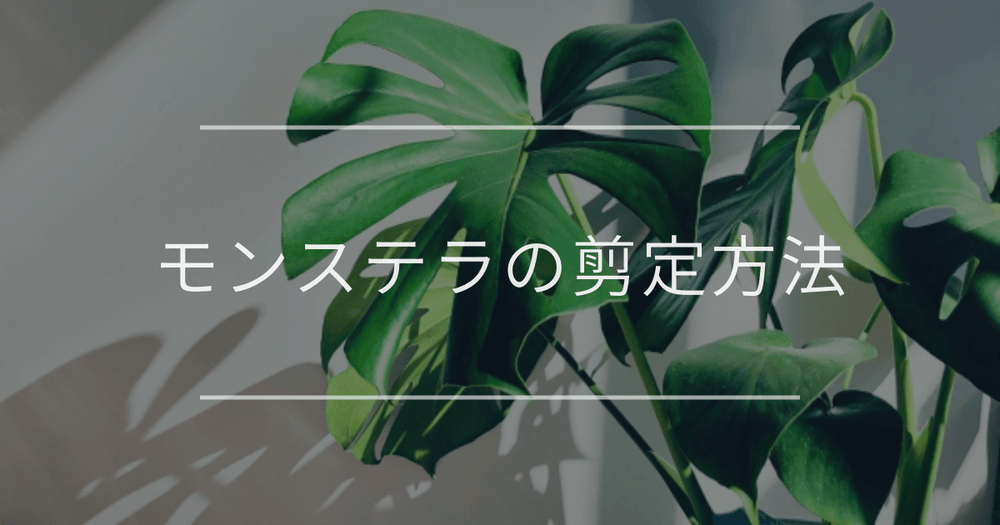 モンステラの剪定時期、切る場所、剪定後の育て方について解説