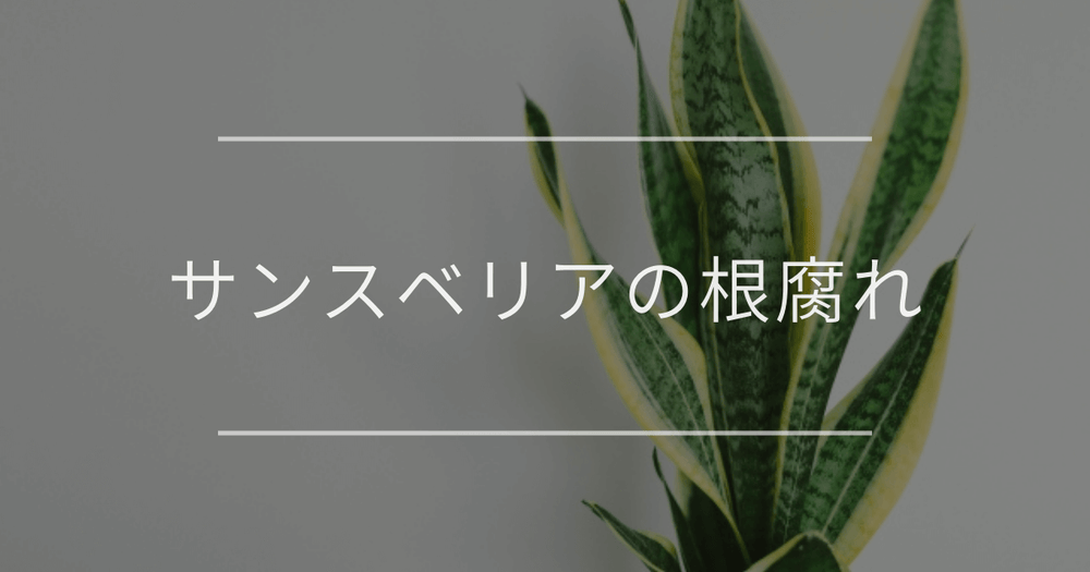 サンスベリアが根腐れする本当の原因とは？プロ伝授の復活方法や見分け方