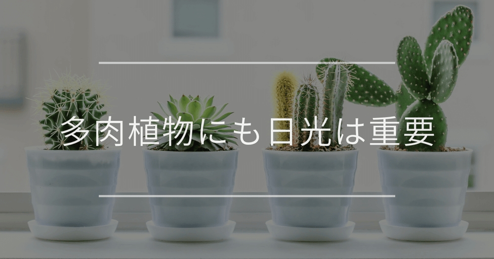 多肉植物にも日光は重要｜季節別の当て方や日照不足の対策