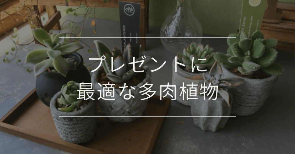 プレゼントに最適な多肉植物｜喜ばれるコツと贈る際の注意点