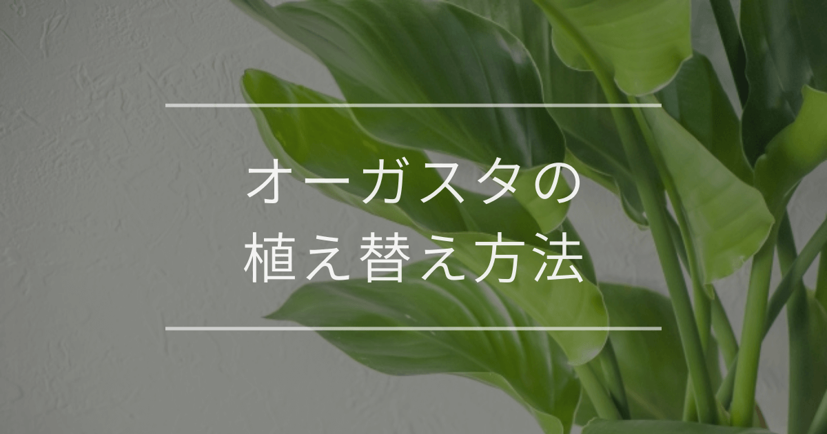 オーガスタの植え替え方法