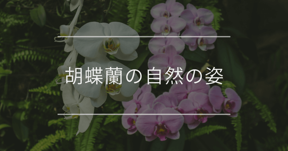 胡蝶蘭の自然の姿｜原産地の環境や生態について