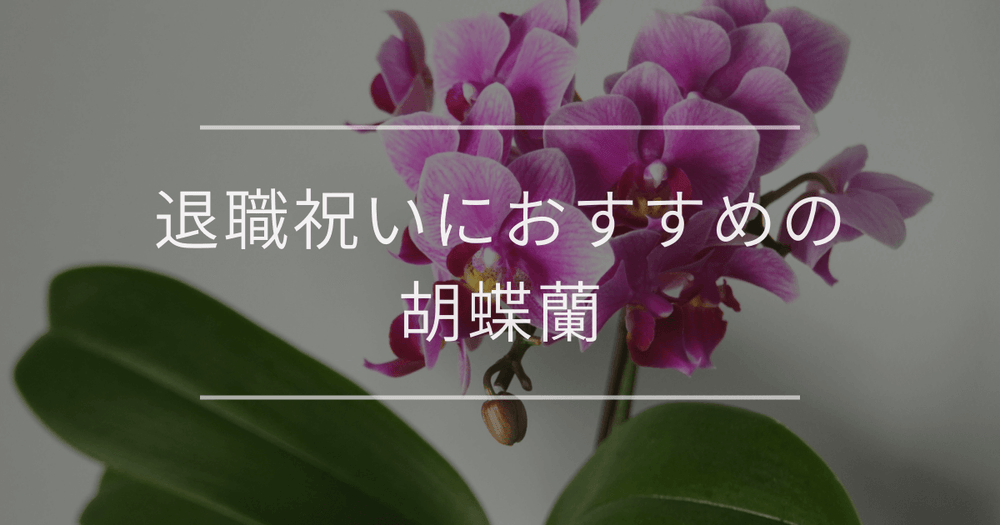 退職祝いにおすすめの胡蝶蘭｜人気の理由や失敗しない選び方