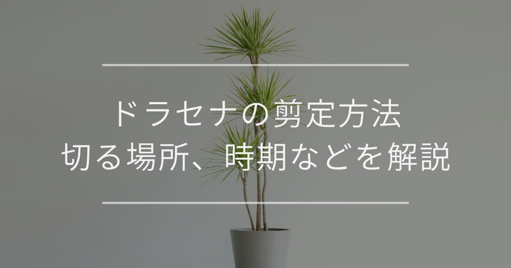 ドラセナの剪定方法｜切る場所、時期など詳細に解説