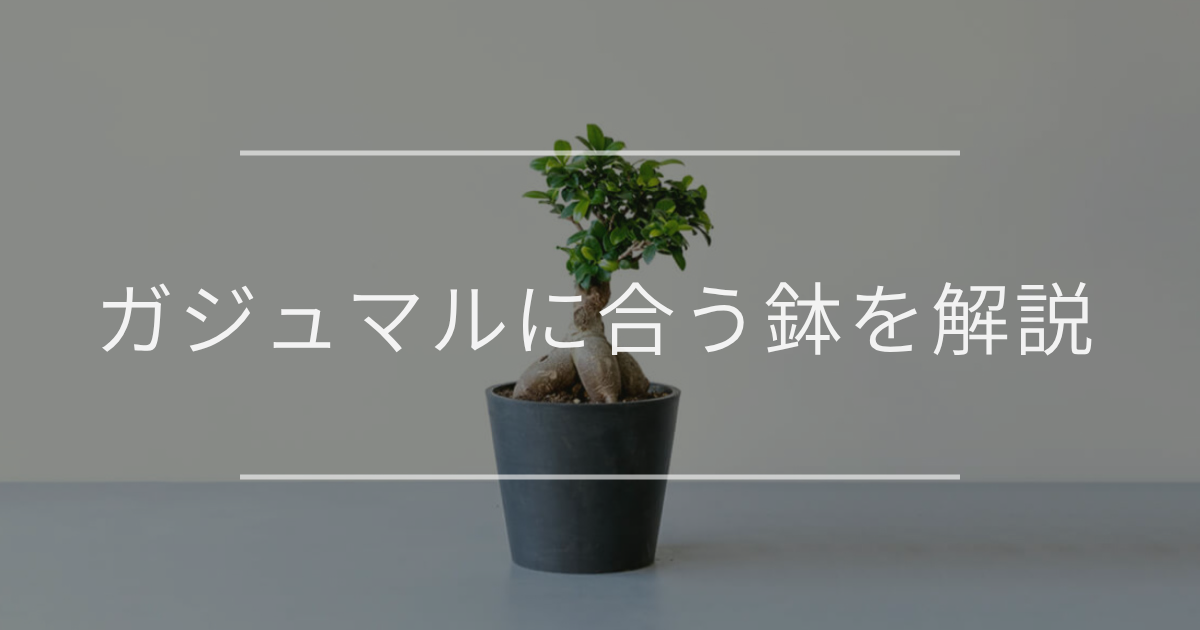ガジュマルに合う鉢を選ぶ際のポイントを解説。おしゃれで実用的な鉢も紹介