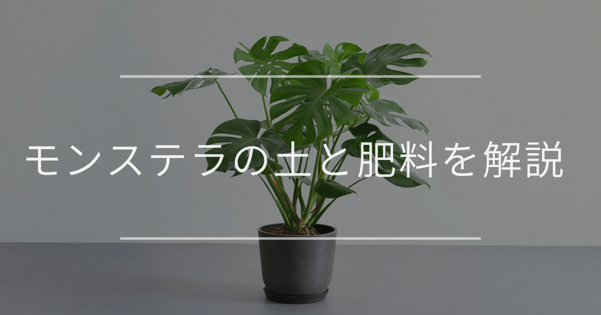モンステラ