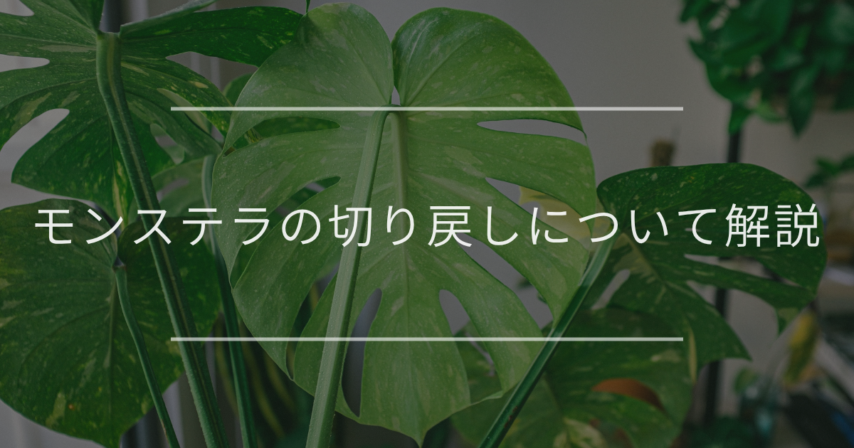 モンステラ