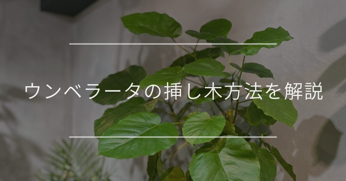ウンベラータ