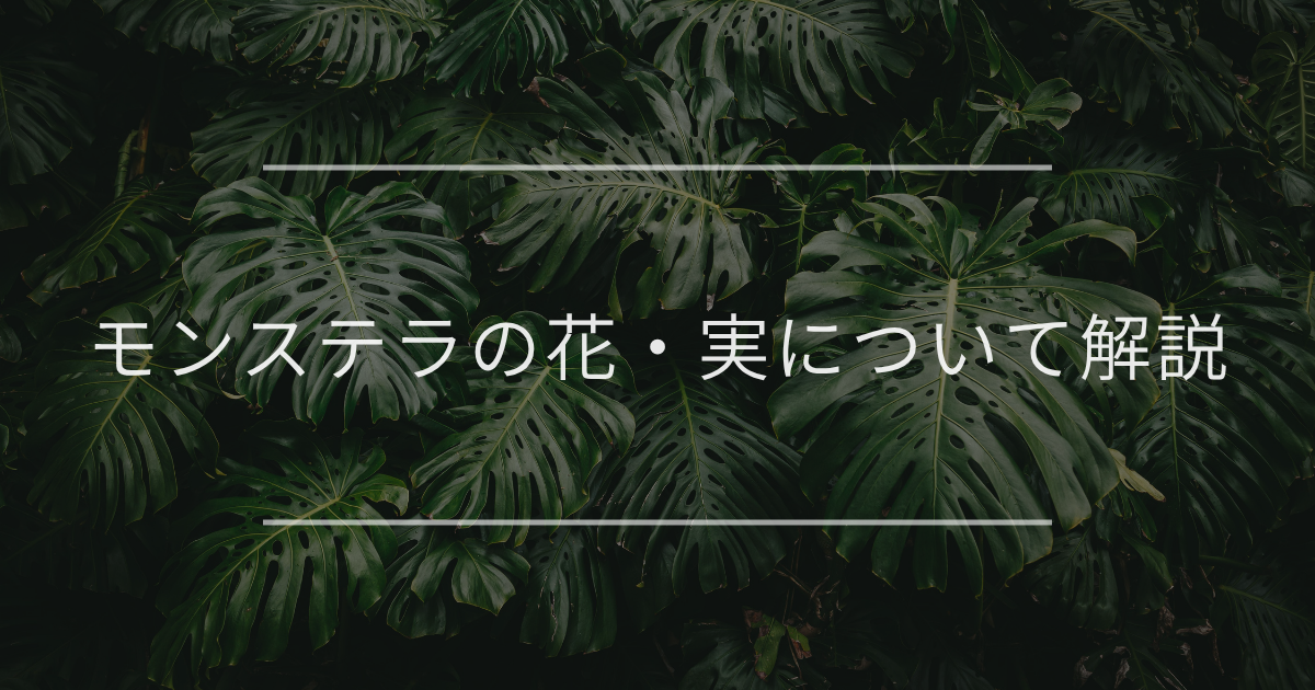 モンステラの花・実を咲かせる方法とポイントについて解説