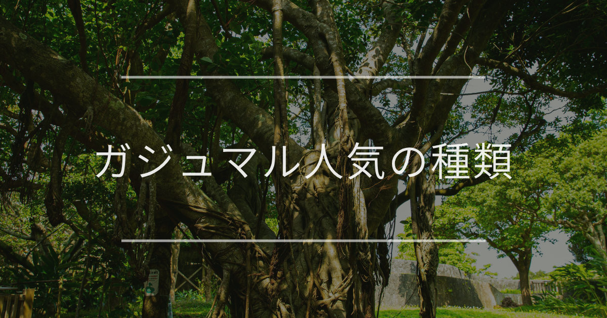 ガジュマル