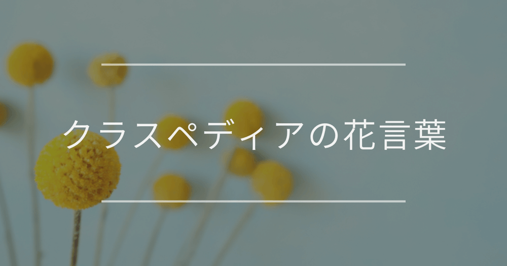 クラスペディアの花言葉｜由来や誕生花、おすすめの贈り方