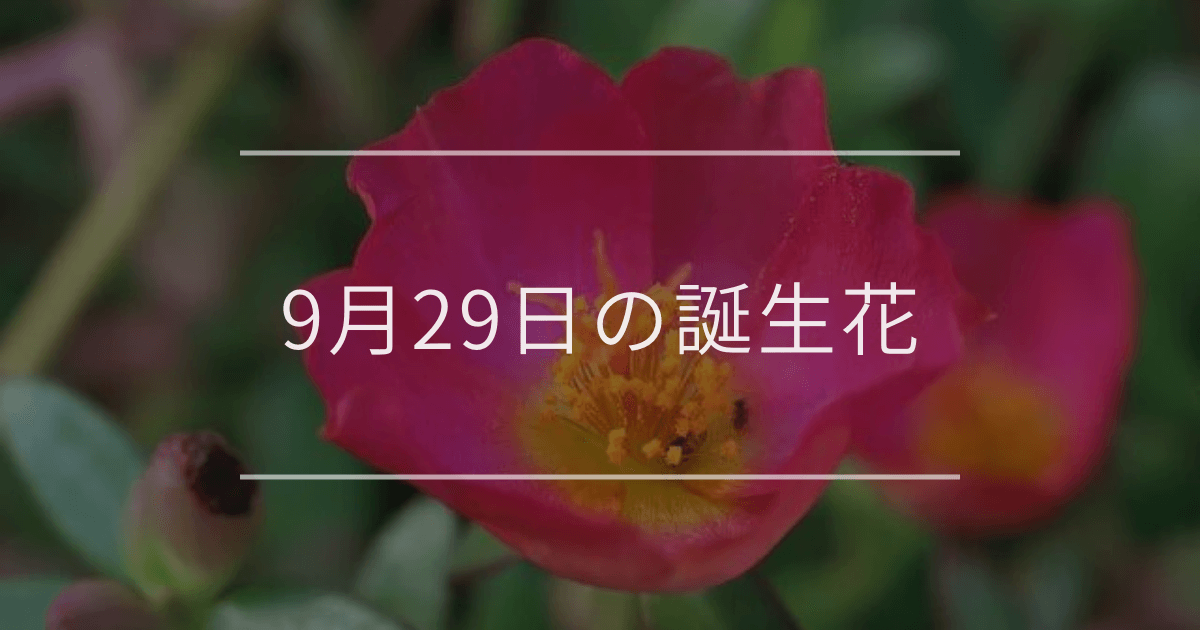 9月29日の誕生花