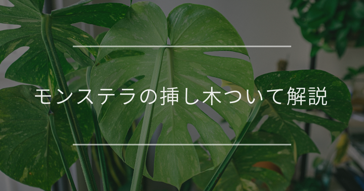モンステラの挿し木を失敗しないために！時期や手順について解説