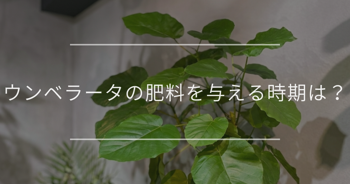 ウンベラータの肥料を与える適切な時期は？おすすめの肥料も紹介