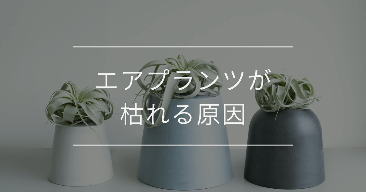 エアプランツ(チランジア)が枯れる原因