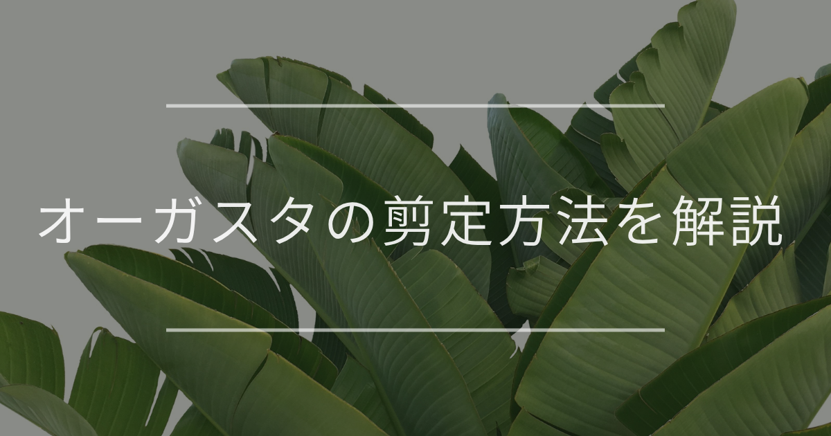 オーガスタの剪定方法｜切る場所、時期など詳細に解説