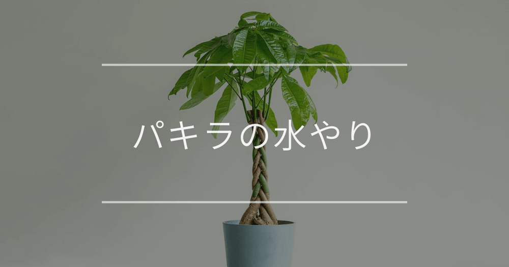 パキラの水やり｜季節や用土別に解説