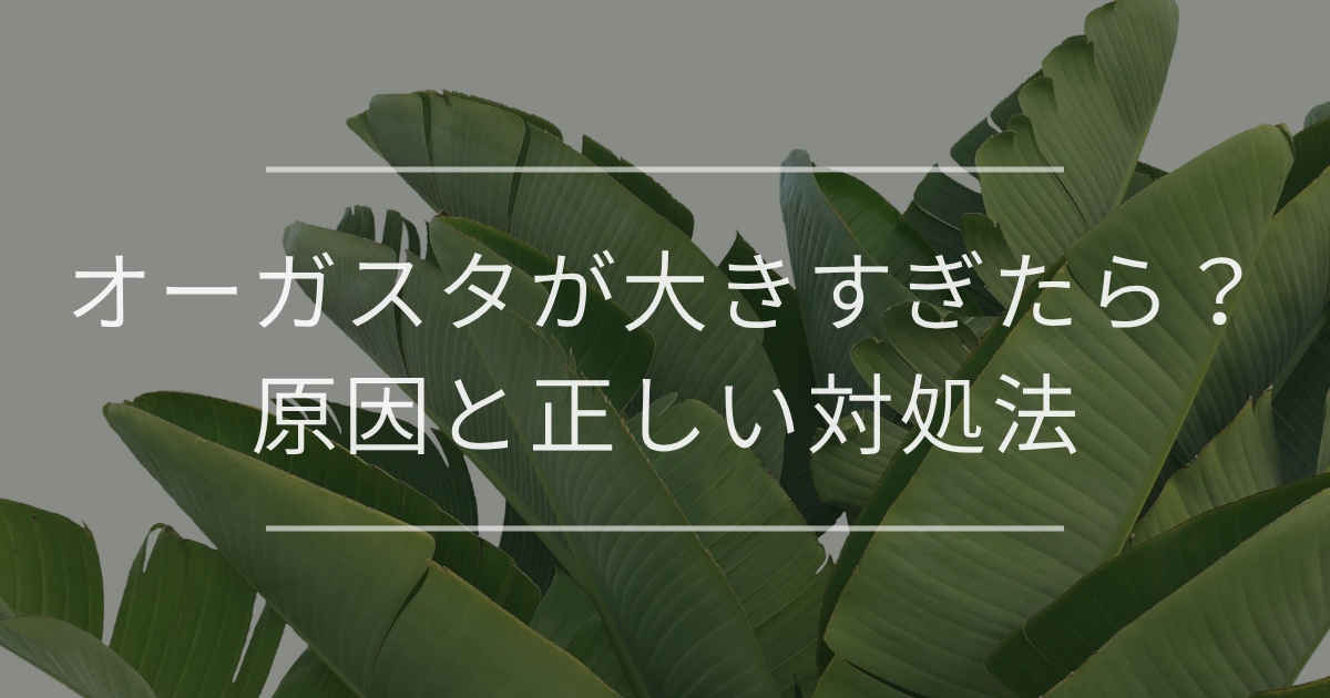オーガスタ