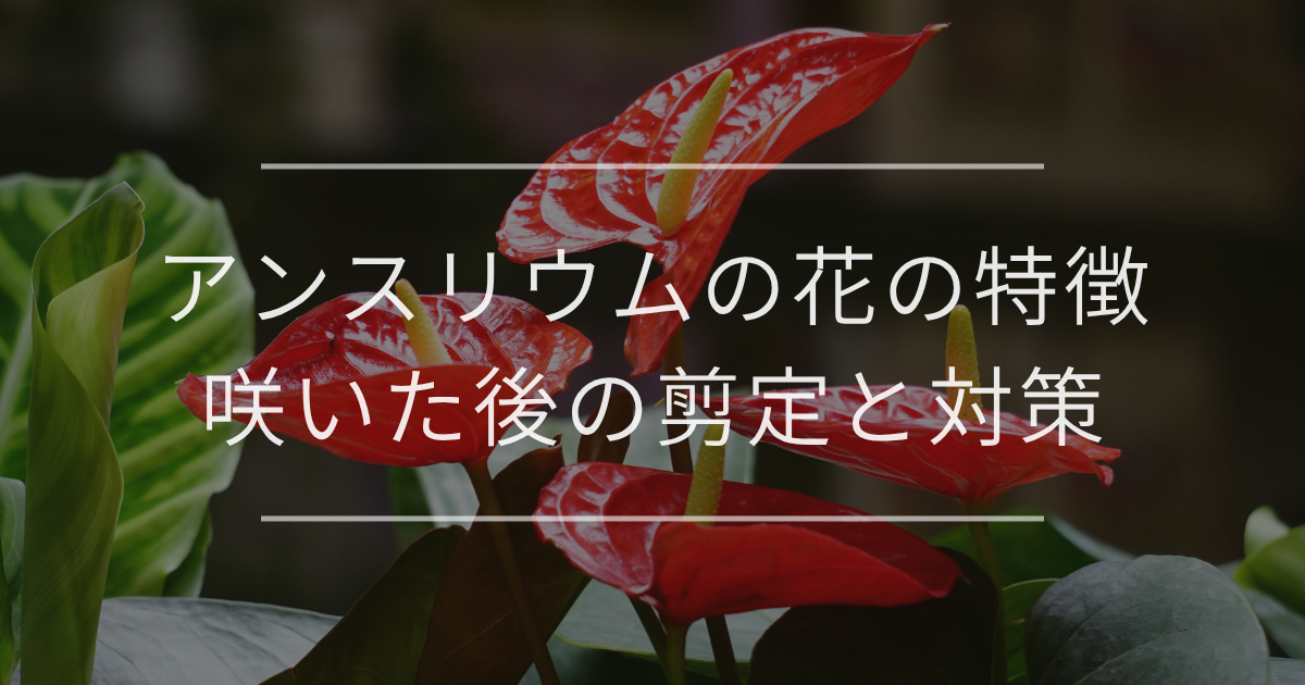 アンスリウム