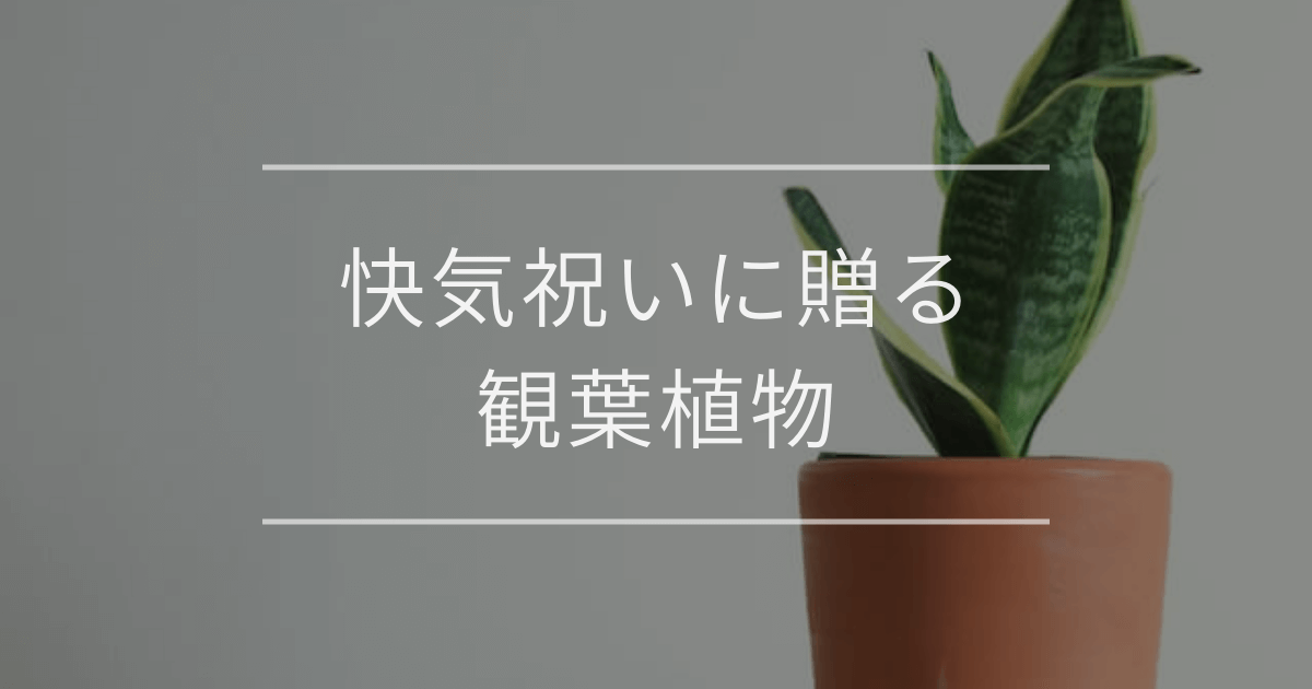 快気祝いに贈る観葉植物