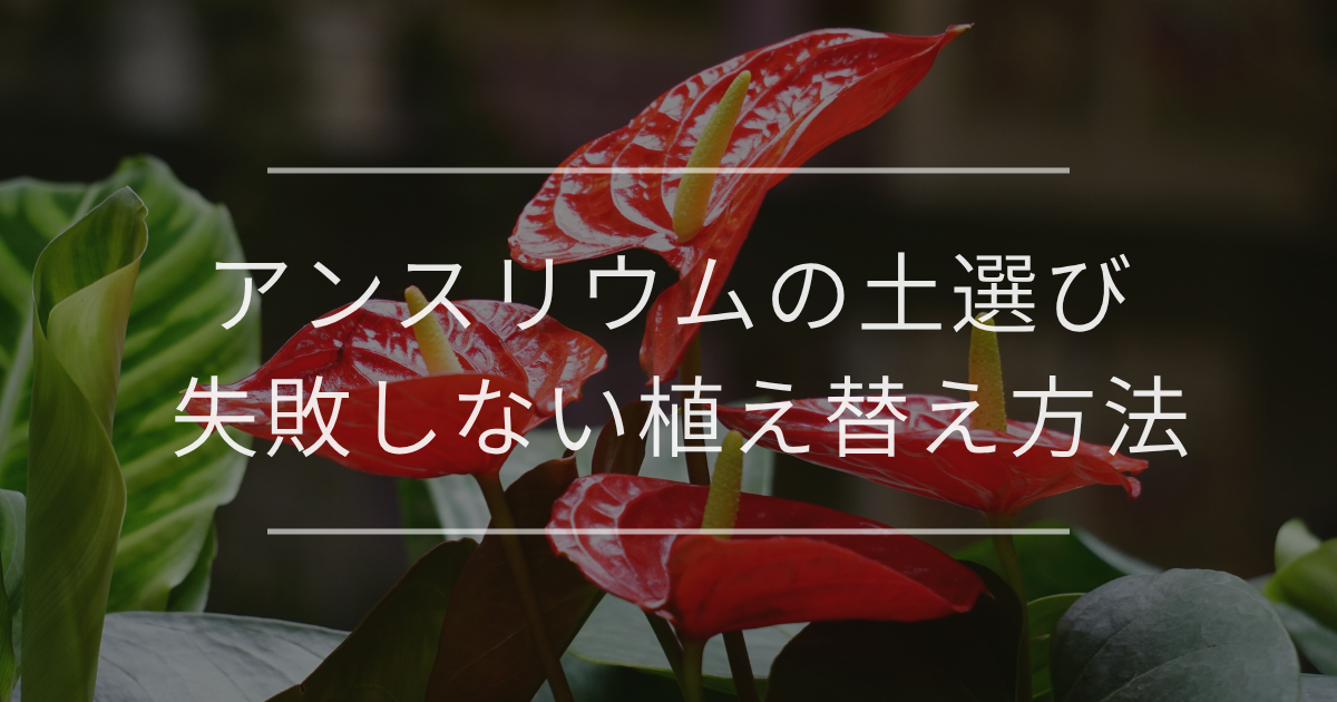 アンスリウムにおすすめの土と最適な配合、植え替え方法について解説