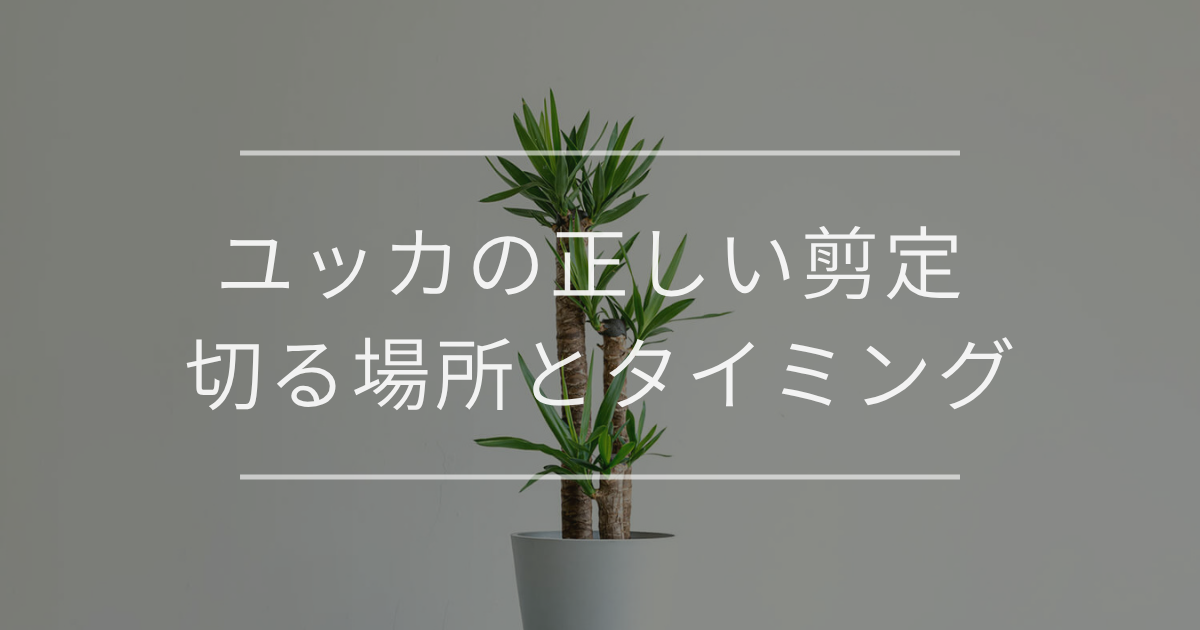 ユッカ