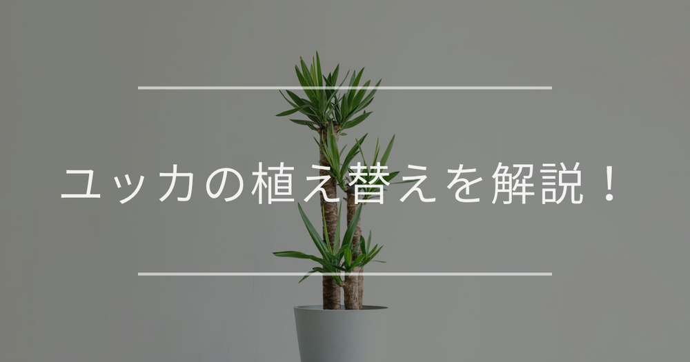 ユッカの植え替え時期・手順について詳細に解説！