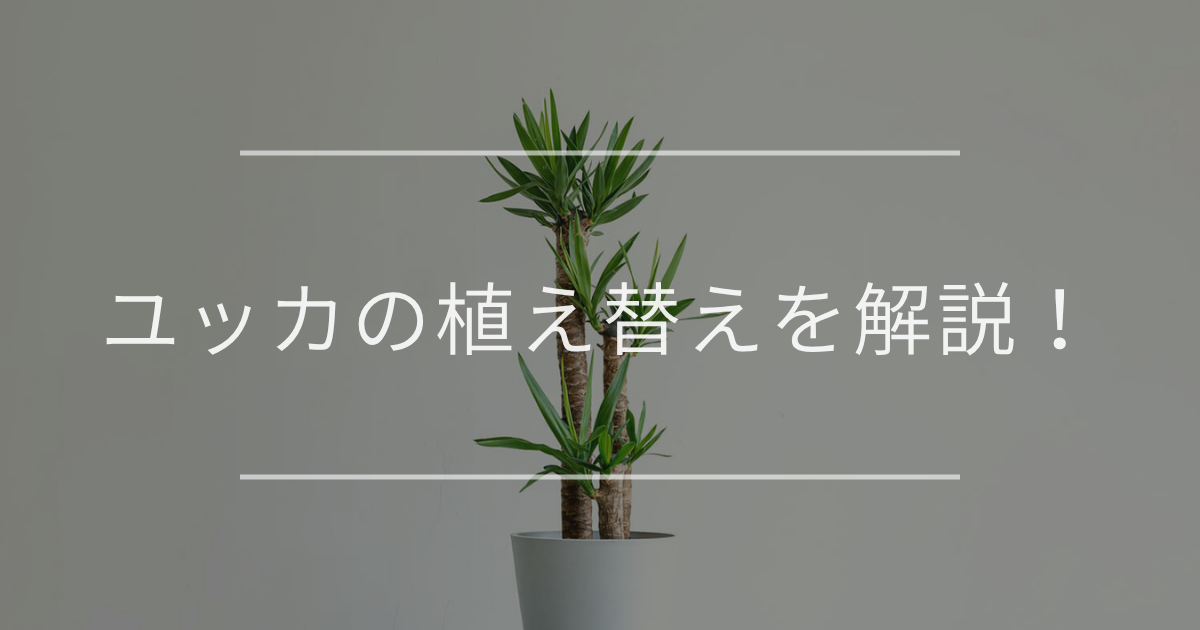 ユッカ