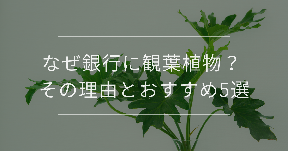 銀行に観葉植物が置いてある理由とは？おすすめの観葉植物も紹介！