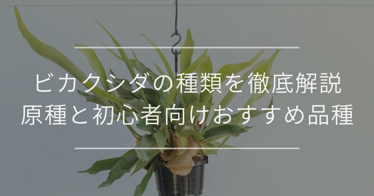 ビカクシダの種類を徹底解説｜原種18種と初心者向けおすすめ品種