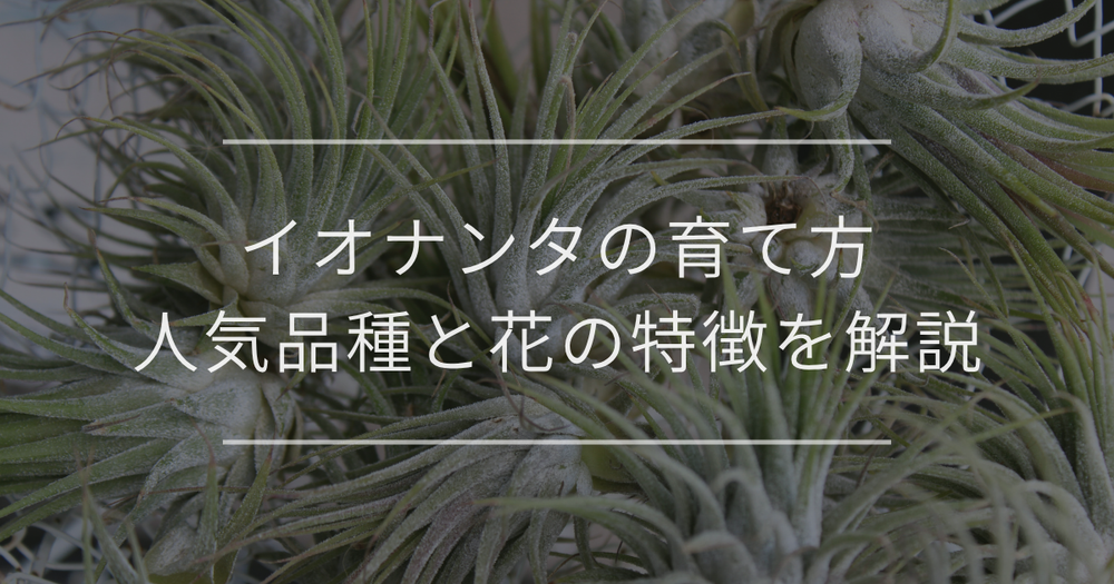 イオナンタの育て方｜人気品種と花の特徴を解説