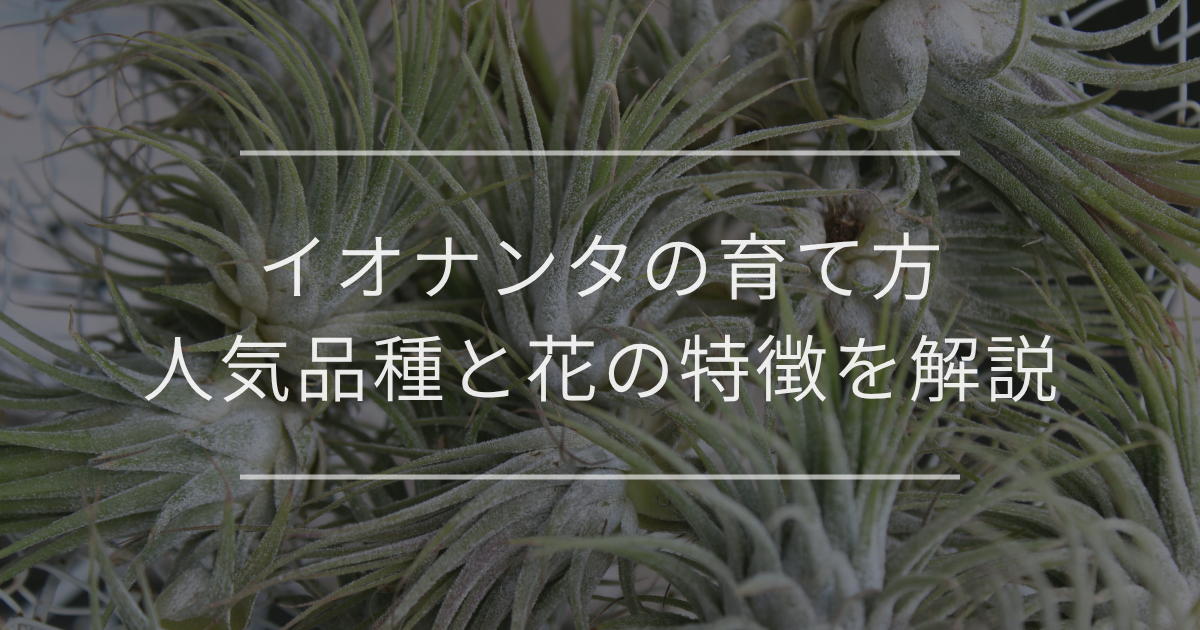 イオナンタの育て方｜人気品種と花の特徴を解説