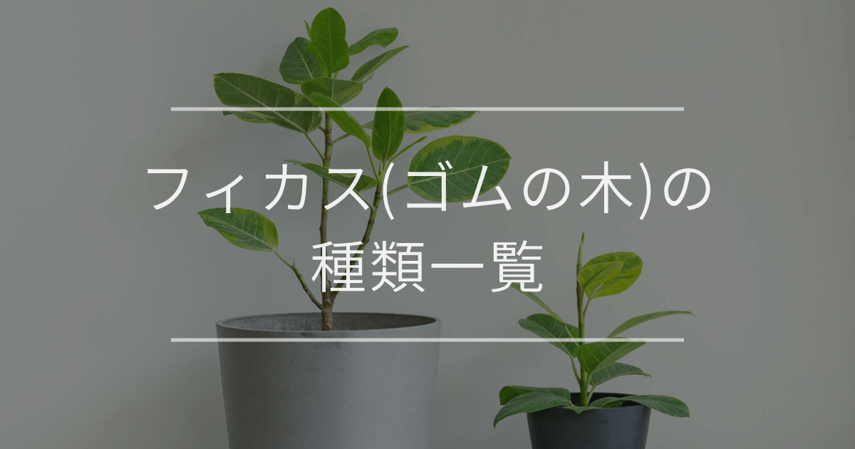 フィカス(ゴムの木)の種類一覧