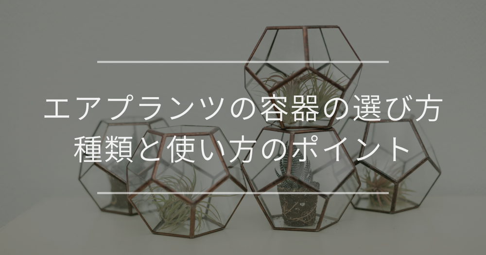 エアプランツの容器の選び方｜種類と使い方のポイント