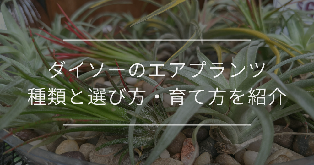 ダイソーのエアプランツ｜種類と選び方・育て方を紹介