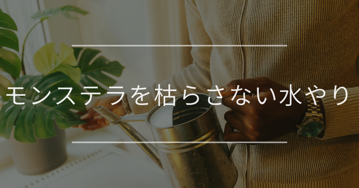 モンステラ
