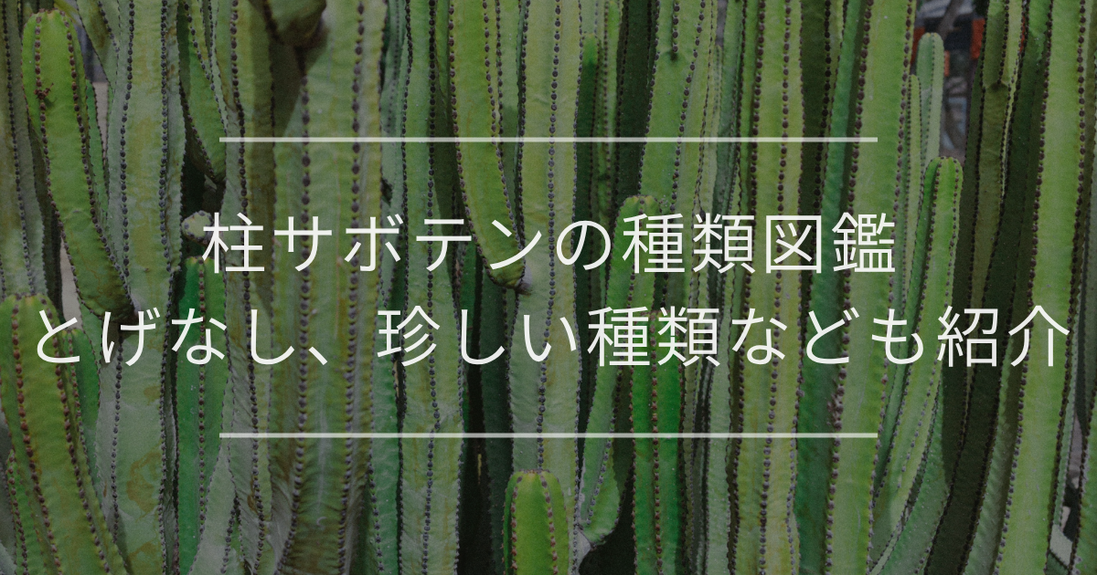 柱サボテンの種類図鑑｜とげなし、珍しい種類なども紹介