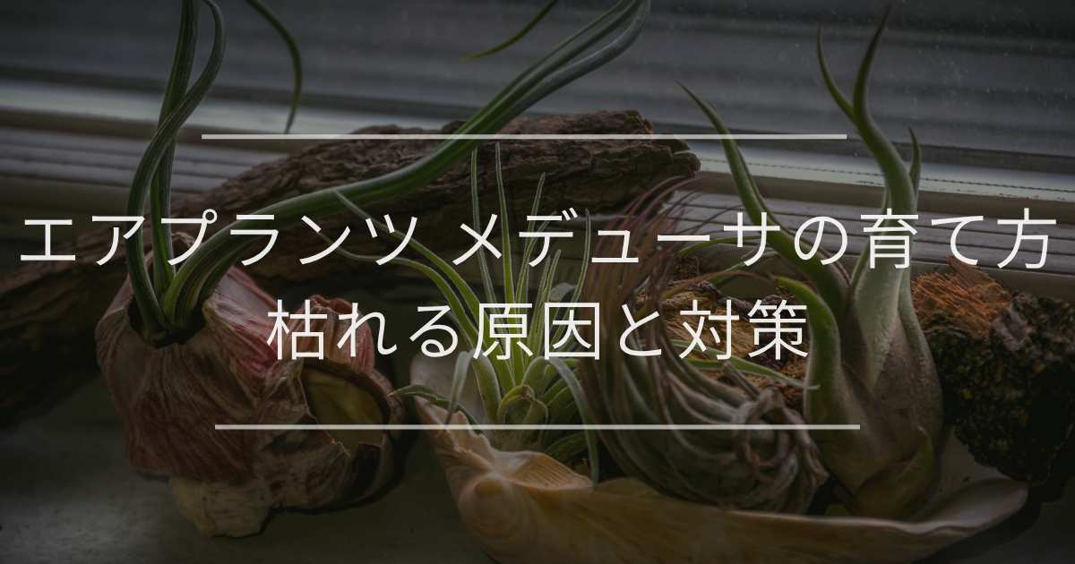 エアプランツ メデューサの育て方｜枯れる原因と対策