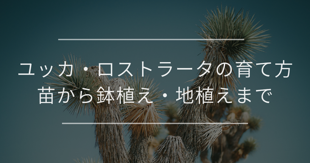 ユッカ・ロストラータの育て方｜苗から鉢植え・地植えまで