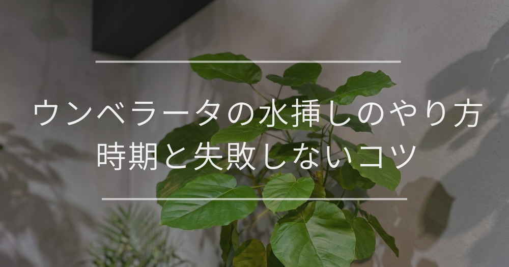 ウンベラータの水挿しのやり方｜時期と失敗しないコツ