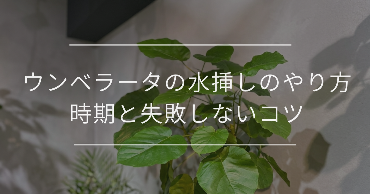 ウンベラータの水挿しのやり方｜時期と失敗しないコツ