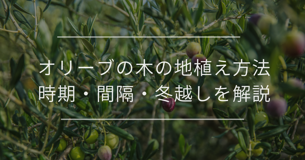 オリーブの木の地植え方法｜時期・間隔・冬越しを解説