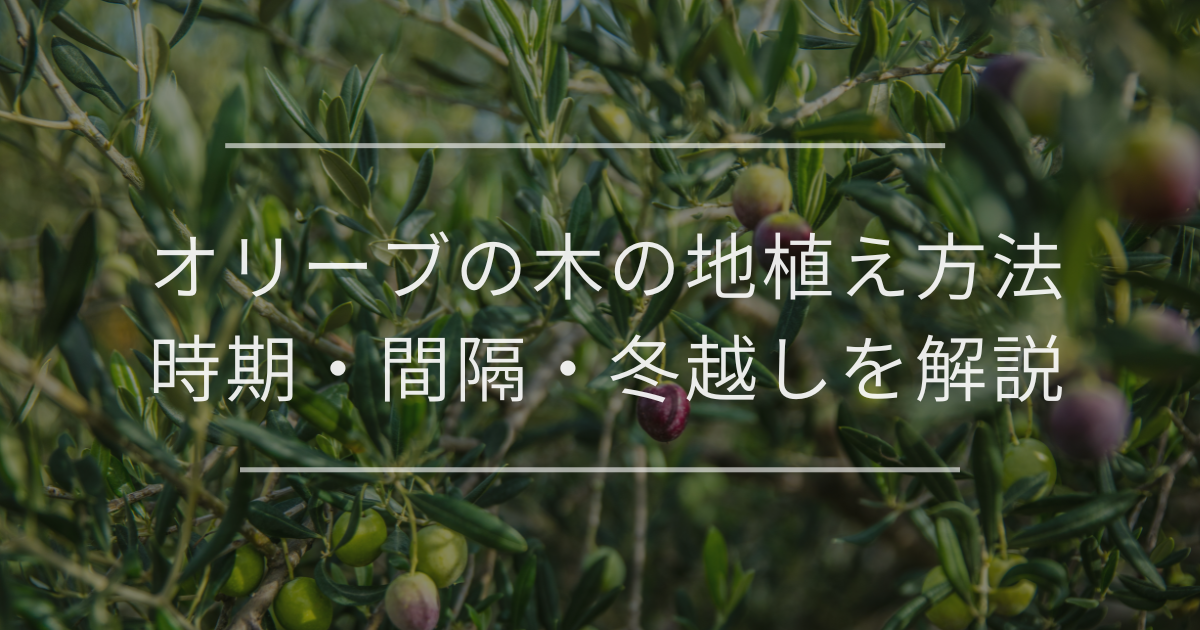 オリーブの木の地植え方法｜時期・間隔・冬越しを解説