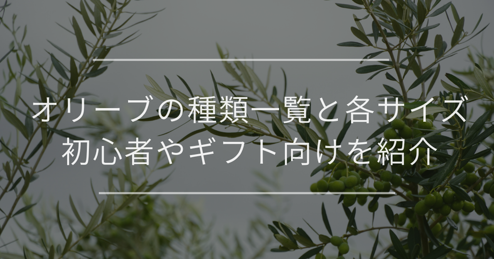 オリーブの木の種類一覧と各サイズ｜初心者やギフト向けを紹介